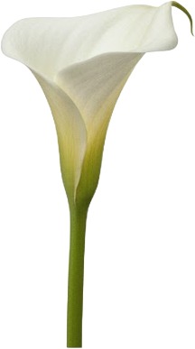 calla lily flower.jpg